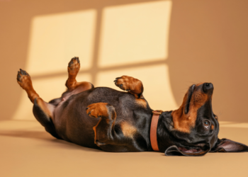 Dachshund deitado de barriga para cima, relaxando sob luz solar