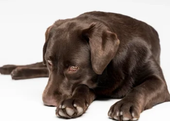 Cão deitado com expressão pensativa, olhando para suas patas, em um fundo branco, refletindo sobre um possível arrependimento.
