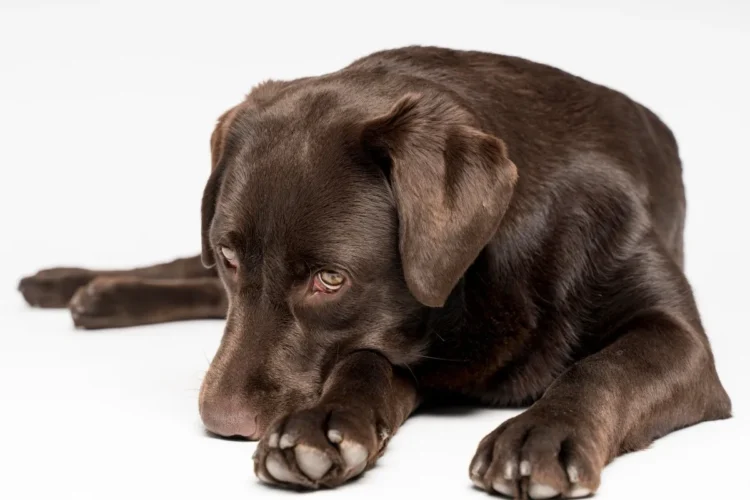 Arrependimento canino? Descubra se os cães realmente sentem culpa após fazerem algo errado 1 Cão deitado com expressão pensativa, olhando para suas patas, em um fundo branco, refletindo sobre um possível arrependimento.