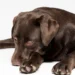 Cão deitado com expressão pensativa, olhando para suas patas, em um fundo branco, refletindo sobre um possível arrependimento.