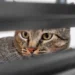 Gato observando atentamente por entre as barras de um móvel, com olhar fixo, enquanto a pessoa dorme.