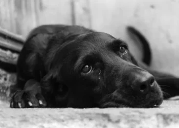 Cão preto deitado, com uma expressão triste e lágrima no olho, ilustrando um possível caso de maus-tratos contra animais.