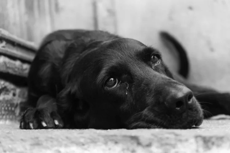 Caso Cão Orelha: O que a lei prevê para crimes de maus-tratos contra animais? 1 Cão preto deitado, com uma expressão triste e lágrima no olho, ilustrando um possível caso de maus-tratos contra animais.