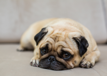 Cachorro pug deitado em sofá com olhar triste e postura apática