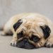 Cachorro pug deitado em sofá com olhar triste e postura apática