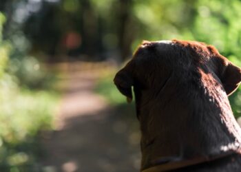 Cachorro marrom visto de costas olhando para caminho em meio à natureza representando caso de maus-tratos.