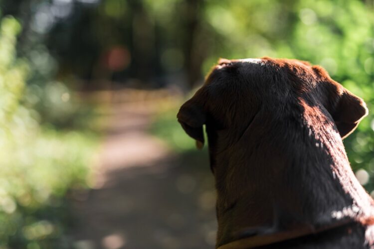 Caso Orelha: onde vai ficar o jovem que matou o cão? Confira como são essas 'prisões' 1 Cachorro marrom visto de costas olhando para caminho em meio à natureza representando caso de maus-tratos.