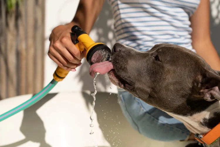 O que acontece se você der gelo para o seu cachorro no calor? Veterinários alertam para um detalhe importante 1 Tutor segurando o focinho de um cachorro e oferecendo água com uma mangueira.