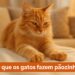 Gato laranja amassando uma superfície macia com as patas
