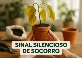 Mãos seguram um vaso com planta de folhas amareladas e a frase 'Sinal Silencioso de Socorro'
