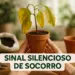 Mãos seguram um vaso com planta de folhas amareladas e a frase 'Sinal Silencioso de Socorro'