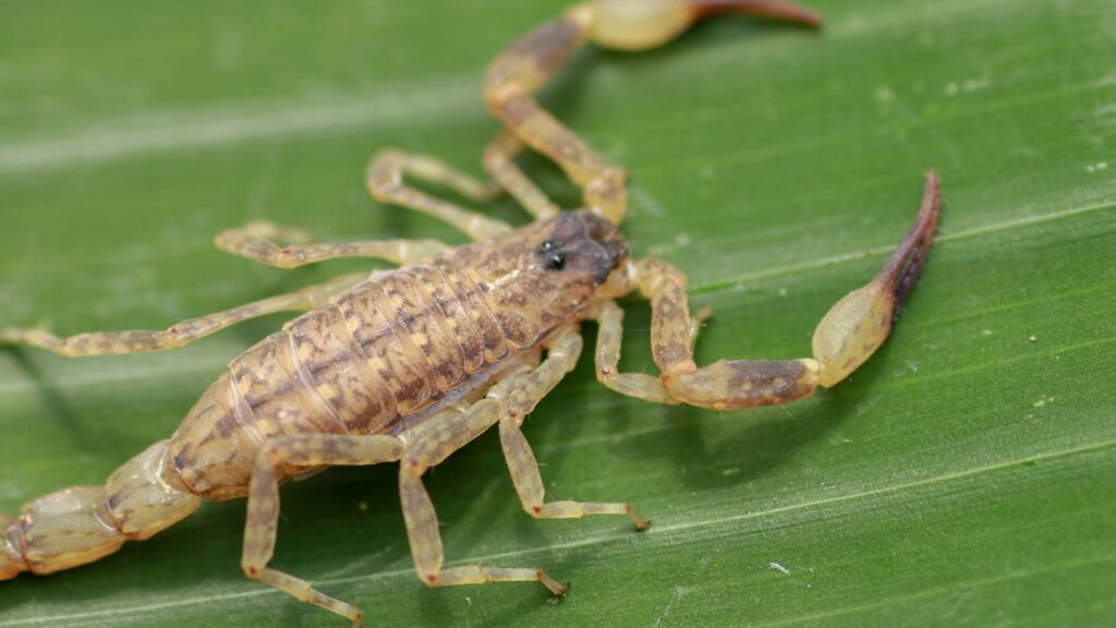 Cuidado com estas plantas! Elas atraem escorpiões para perto de casa 2 Escorpião de cor amarelada sobre folha verde em ambiente externo