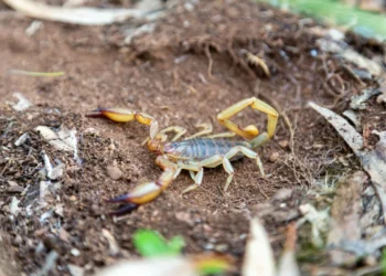 Escorpião amarelo caminhando sobre terra seca ao lado de folhas e raízes
