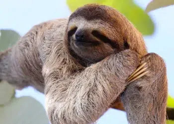 Bicho-preguiça de três dedos pendurado em galho, com olhos fechados e pelos marrom-acinzentados, em ambiente natural