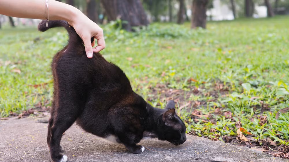 Se o seu gato encosta o bumbum no seu rosto, saiba que isso tem um significado 2 Gato preto levantando o traseiro enquanto uma mão feminina acaricia a base da cauda em um parque com gramado verde