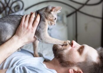 Homem barbudo deitado segura gato cinza de orelhas grandes, que apoia pata delicadamente sobre seu nariz, em quarto com cabeceira de ferro